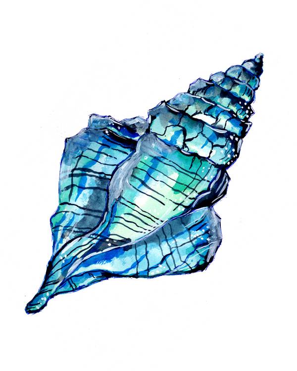 Blue Conch Seashell from Sebastian  Grafmann