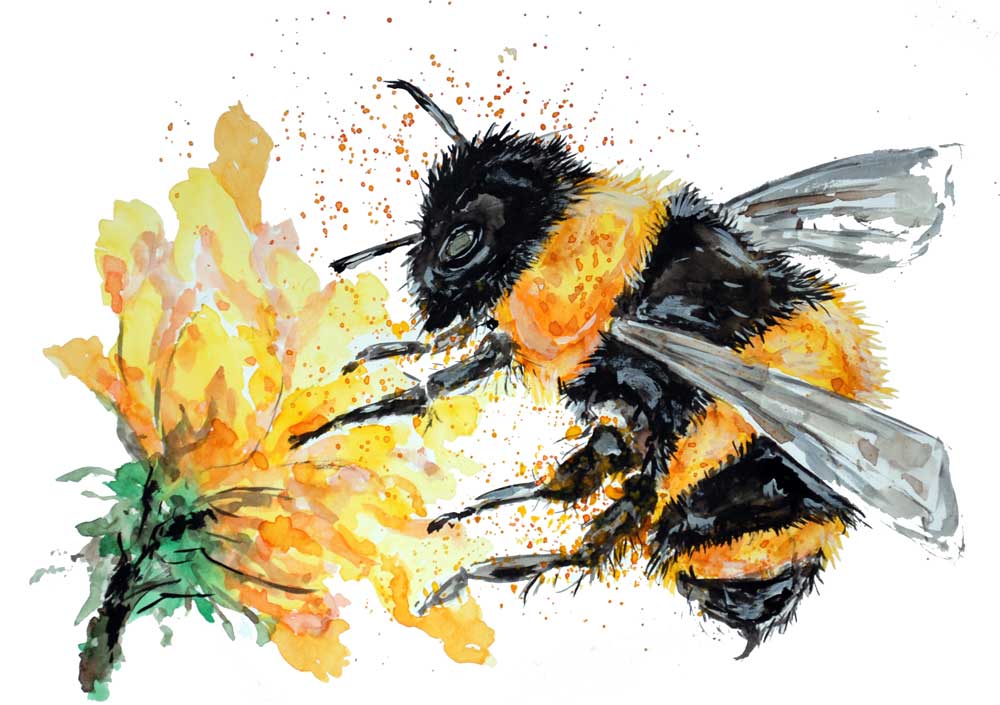 Bumble Bee Collecting Pollen from Sebastian  Grafmann