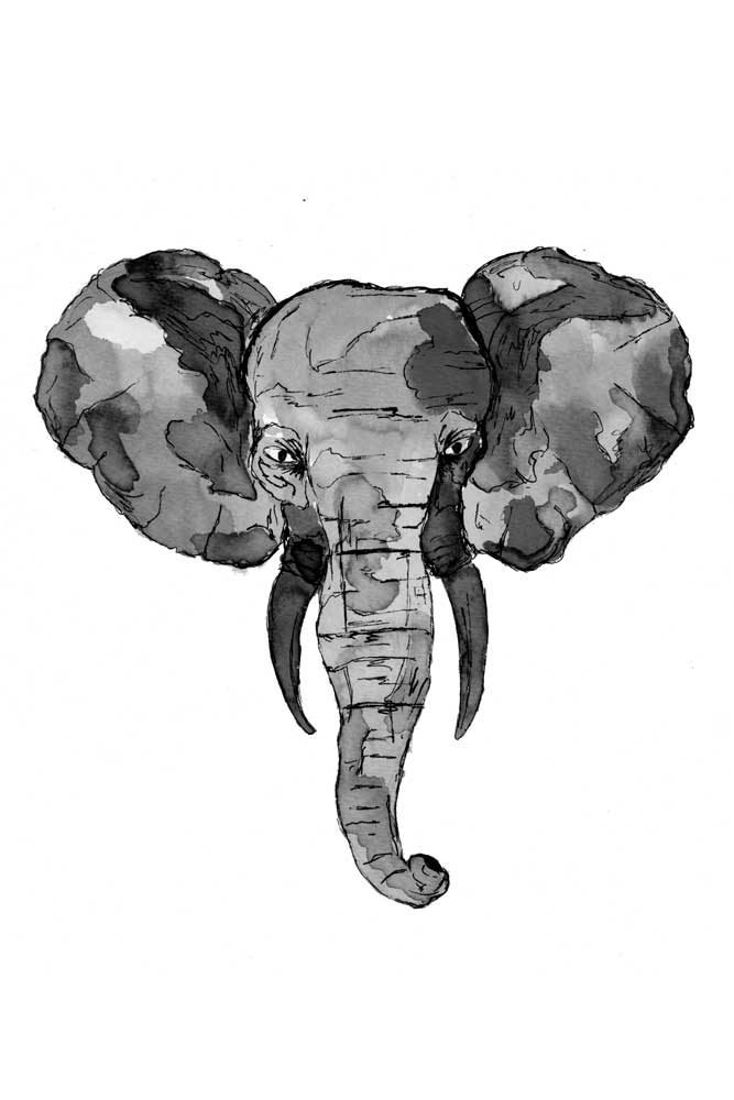 Grey African Elephant Head from Sebastian  Grafmann