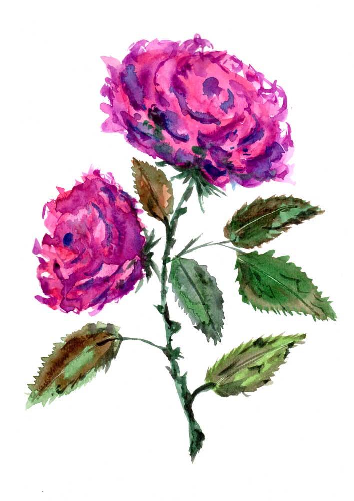 Purple Roses from Sebastian  Grafmann