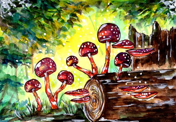 Red Mushrooms in the Forest from Sebastian  Grafmann