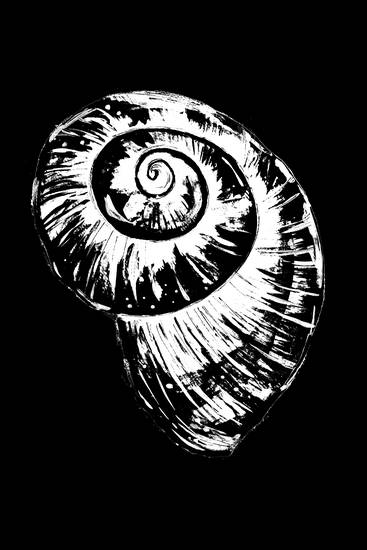 Black and White Spiral Snail Shell