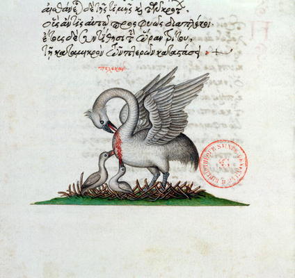 Ms 3401 A Pelican Piercing its Breast to Feed its Young, from a Bestiary by Manuel Philes, 1566 (vel from Greek School, (16th century)