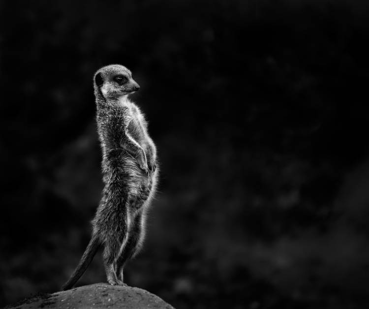 The meerkat from Greetje Van Son