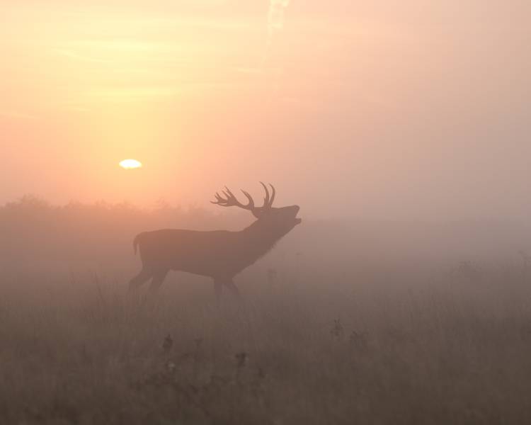 Misty Morning Stag from Greg Morgan