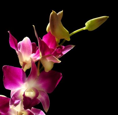 Orchidee from Grzegorz Agnieszka Sowik