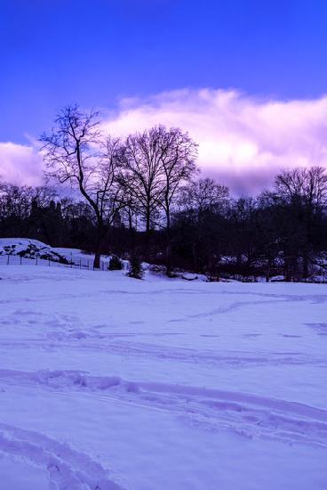 Purple Central Park Winter N¬∫2