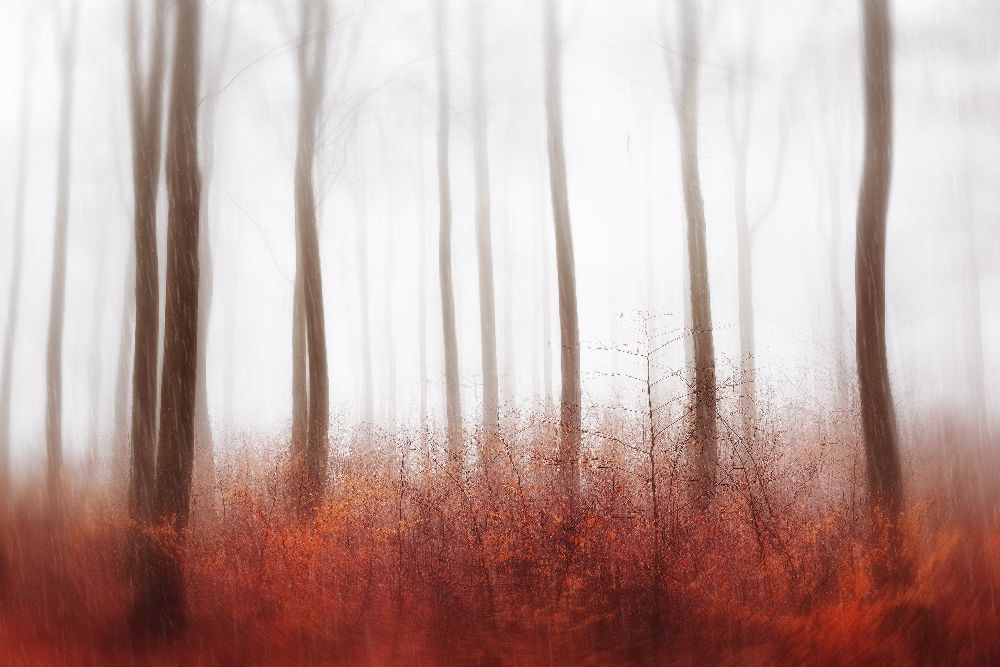 Endless Woods from Gustav Davidsson