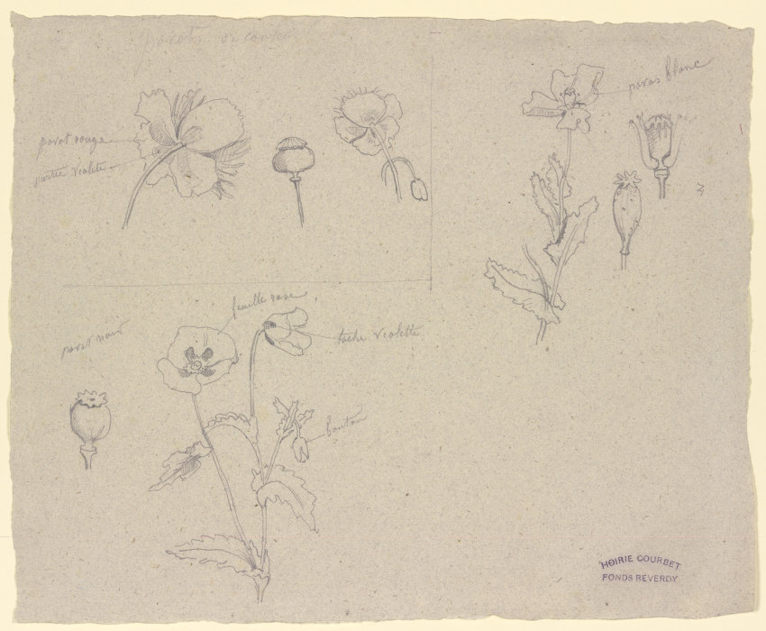 Studien zu verschiedenen Mohnarten from Gustave Courbet