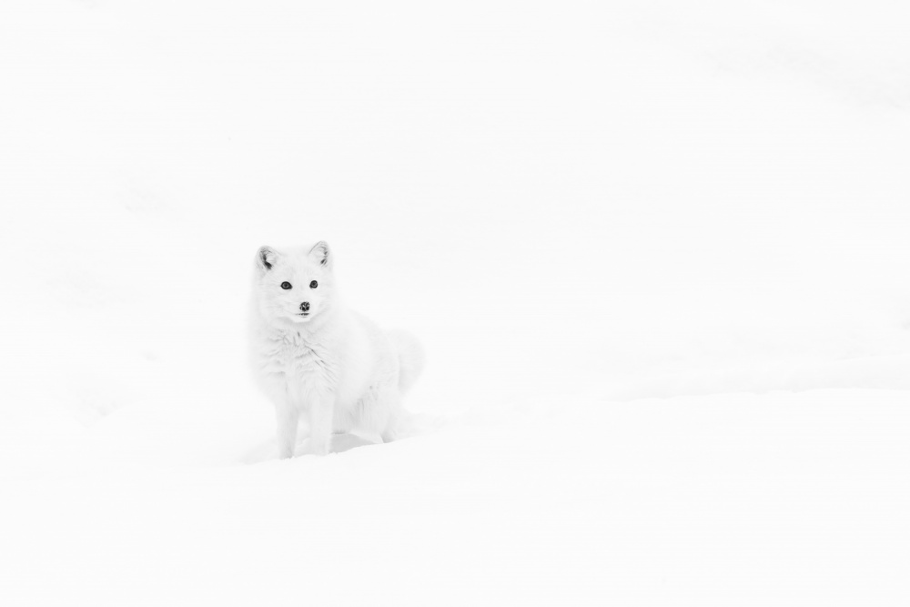 Arctic Solitude from Gustavo Costa