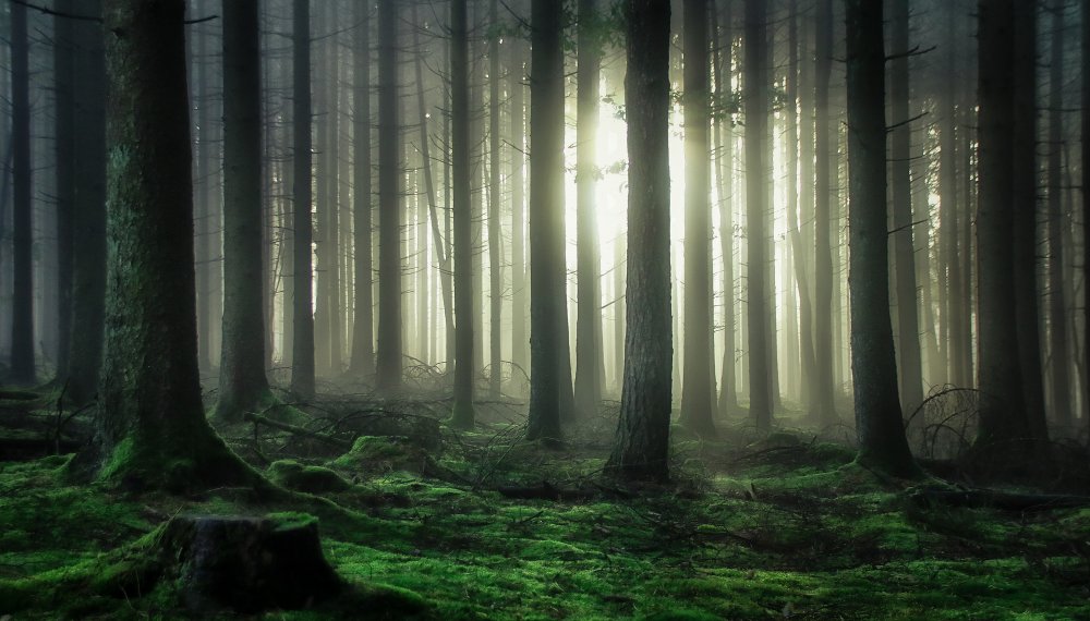 mystic forest from Guy Krier