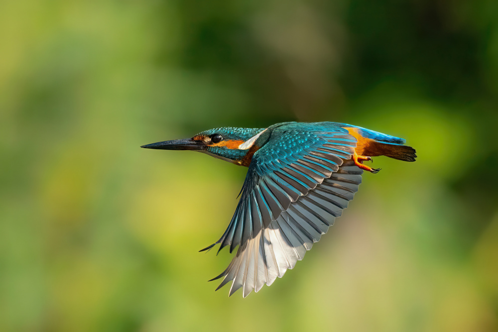 Common Kingfisher from Guy Wilson