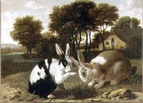 Two Rabbits in a Landscape