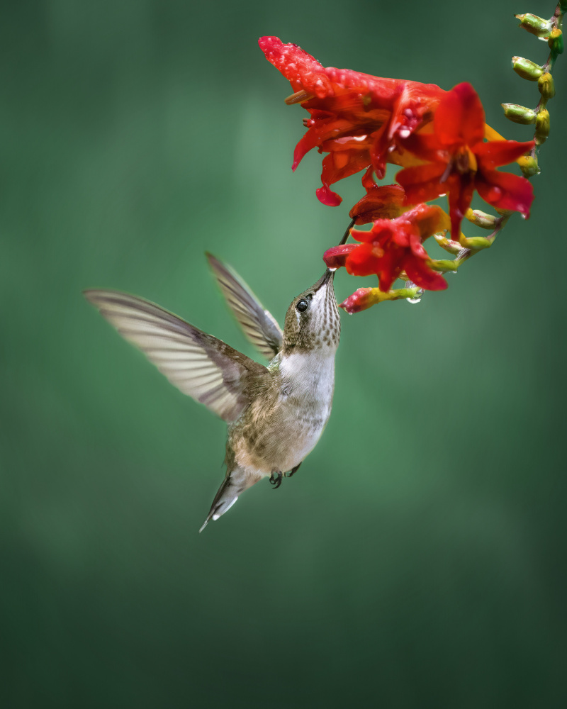 Hummingbird from Hannah Zhang