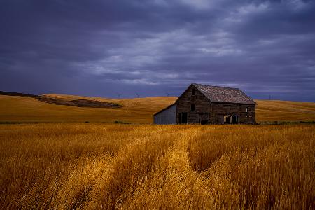 Serene Wheat Field