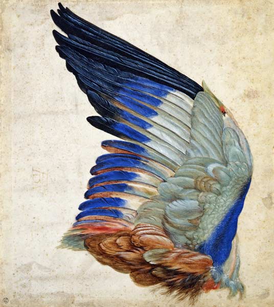 Wing of a Blue Roller from Hans Hoffmann