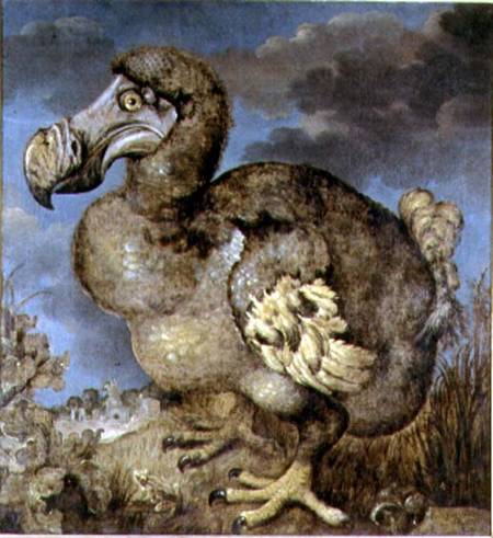 The Dodo from Hans I Savery