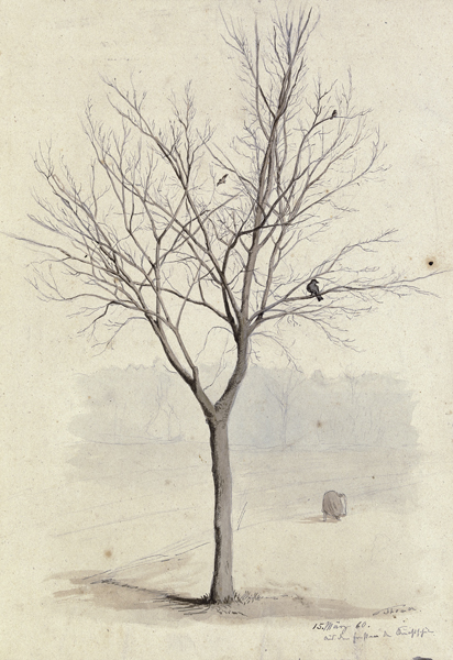 Leafless tree with birds from Hans Thoma