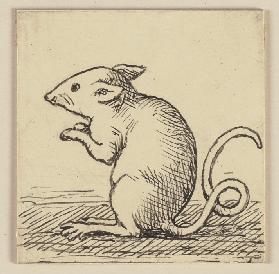 Drawing for the Primer: Mouse