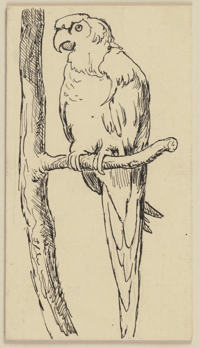 Zeichnung zur Fibel: Papagei from Hans Thoma