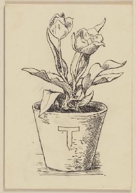 Zeichnung zur Fibel: Tulpe
