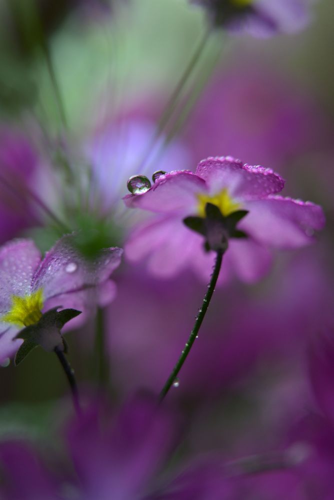 In pink surroundings from Heidi Westum