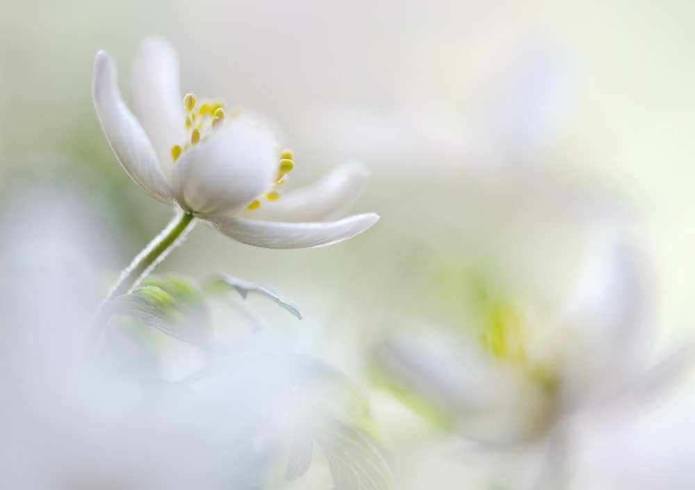 White Spring from Heidi Westum