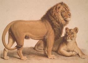 The Lion / Felis Leo