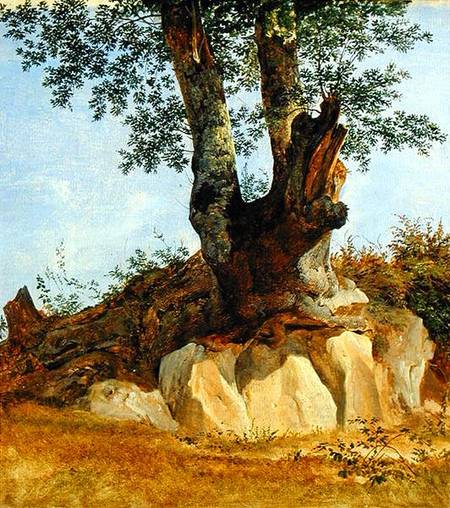 A Tree in Campagna from Heinrich Reinhold