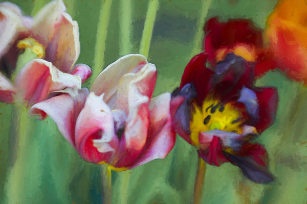 Bright Tulips from Helen White