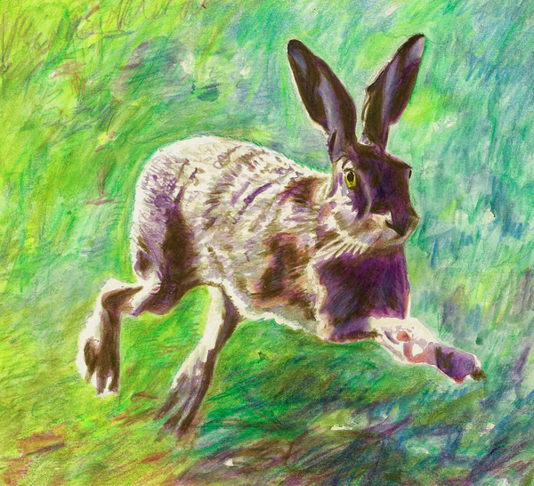 Joyful hare from Helen White