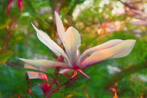 Magnolia from Helen White