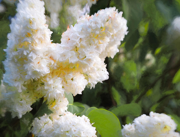 Pure White Lilac from Helen White