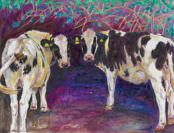 Sheltering cows from Helen White