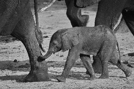 baby elephant