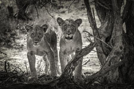 Two young lions