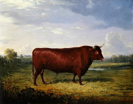 Portrait of a Brown Bull, 1834 (oil on canvas) from Henry Calvert