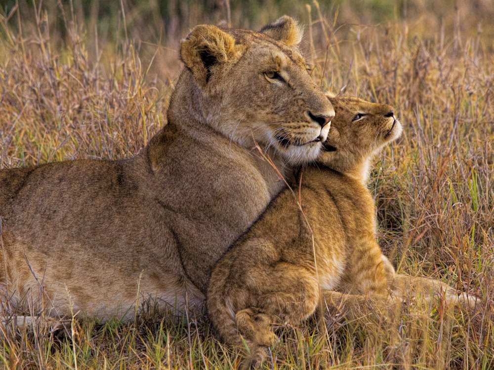 Baby Lion with Mother from Henry Jager
