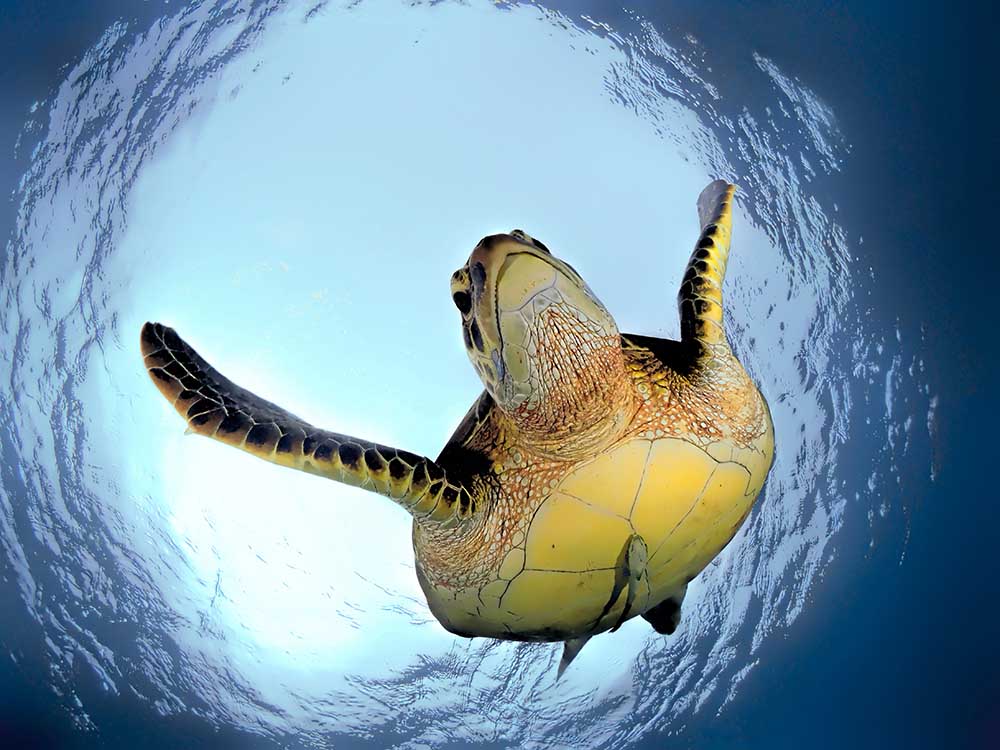 Green Turtle in Snells Window from Henry Jager