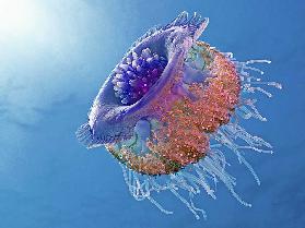 Crown Jellyfish