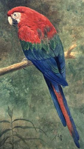 Red and Blue Macaw (w/c heightened with white on paper)
