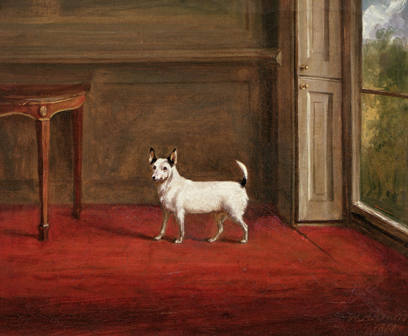 Portrait of a Jack Russell Terrier (in Regency Interior) from Henry William Banks Davis
