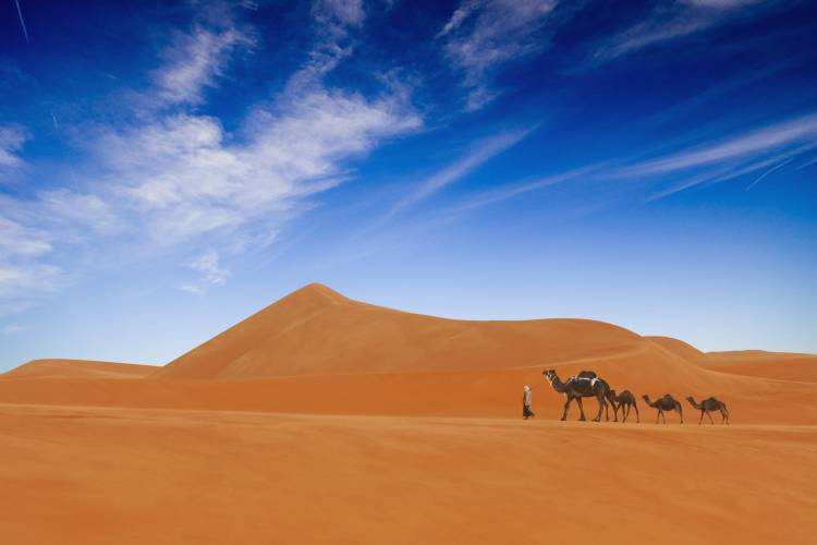 Desert Life .. from Hesham Alhumaid