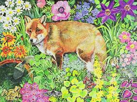 The Barnet Fox 