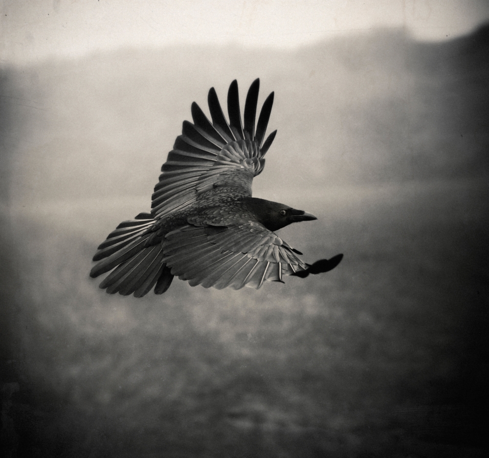 the Crow from Holger Droste