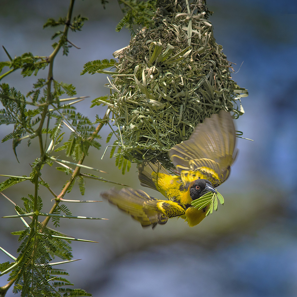 Yellow Weaver Finch from Hua Zhu