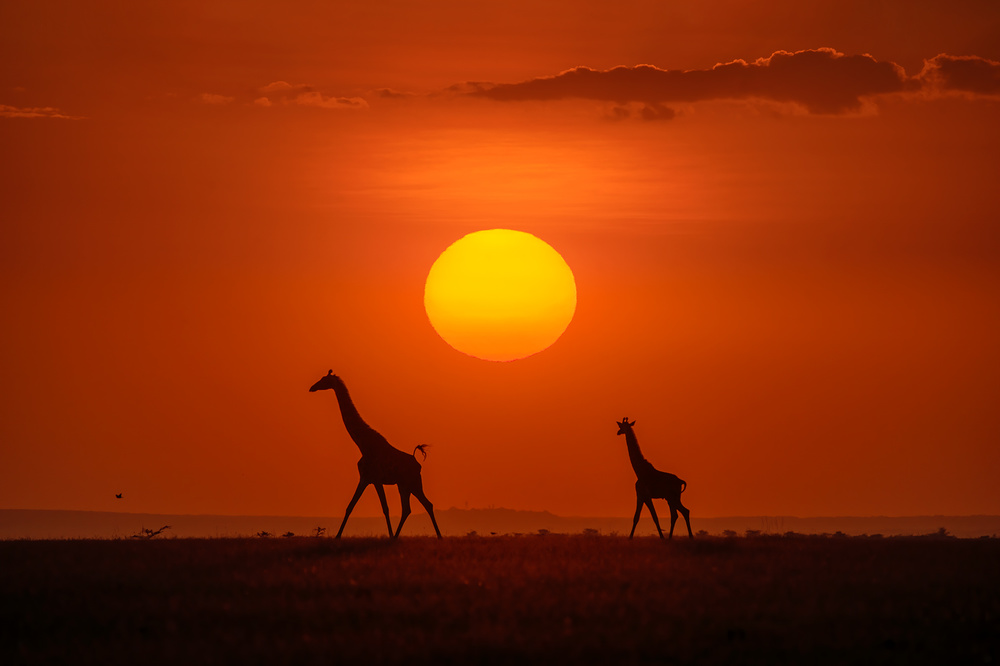 Giraffes in the sunset from Hua Zhu