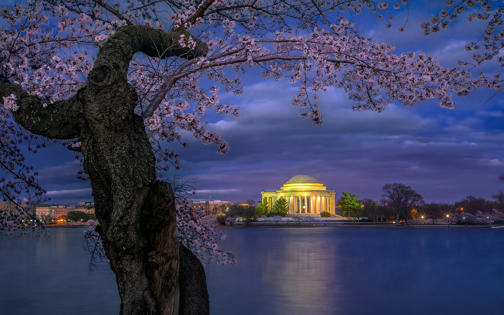 Cherry blossoms around the Jefferson Memorial from Hua Zhu