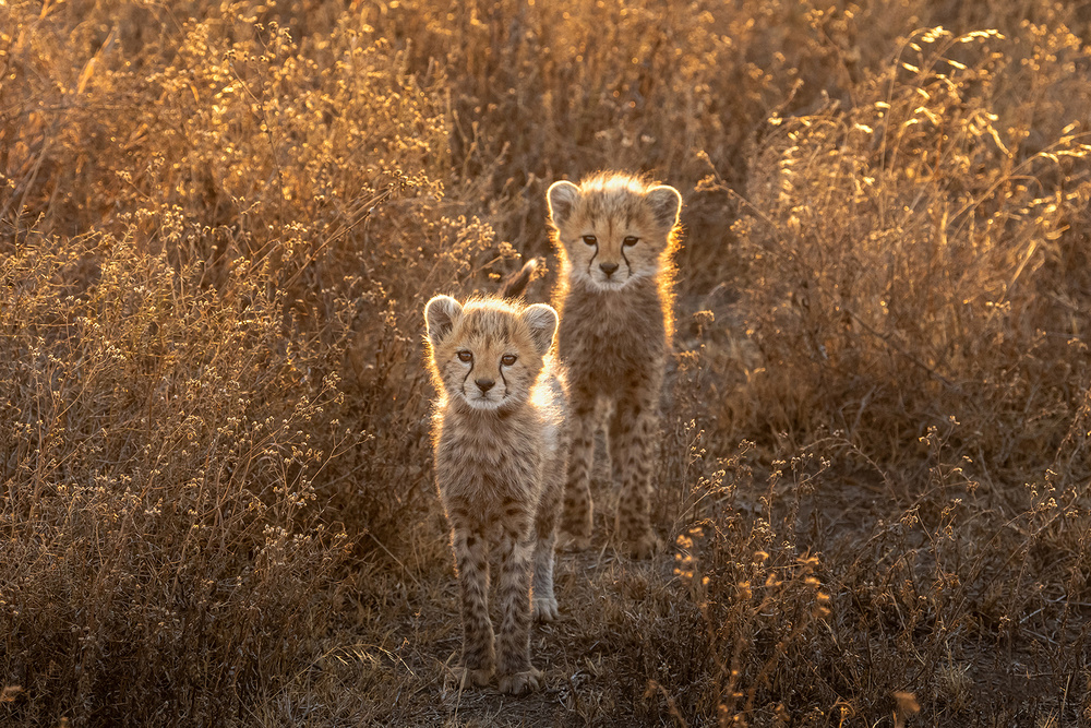Two Little cheetah from Hung Tsui