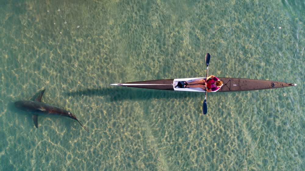 shark kayaking from Ido Meirovich